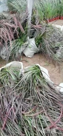 高度50厘米紫叶狼尾草