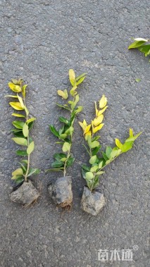 高度40厘米金森女贞小苗