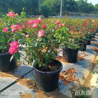 高度50厘米月季