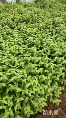 高度50厘米棣棠