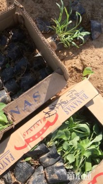 高度15厘米松果菊