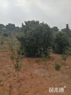 冠幅200厘米杨梅球