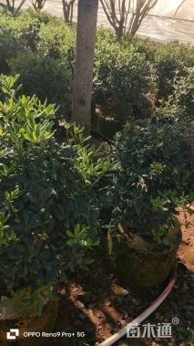 高度60厘米海桐