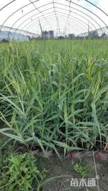 高度40厘米花叶芦竹