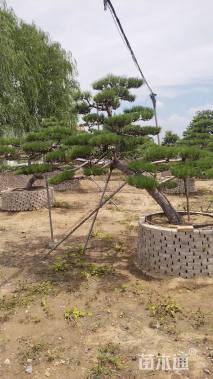 25公分造型赤松