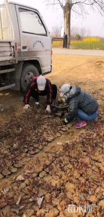 高度40厘米芍药
