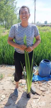 高度30厘米黄菖蒲