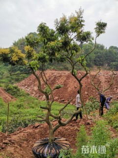 20公分荔枝树