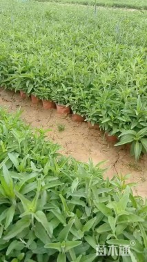 高度20厘米穗花婆婆纳