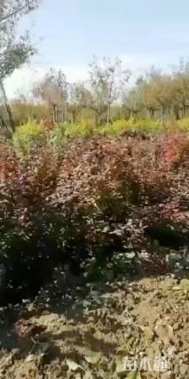 高度70厘米红叶小檗