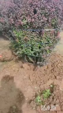 冠幅80厘米紫叶小檗球
