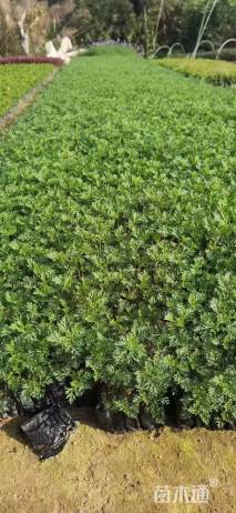 高度20厘米美女樱