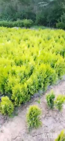 高度40厘米洒金柏