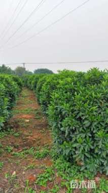 高度180厘米非洲茉莉