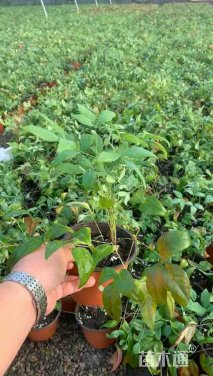 高度30厘米火焰南天竹