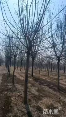 18公分金叶复叶槭