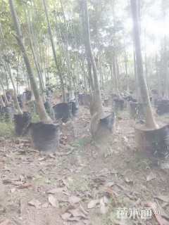 发才树