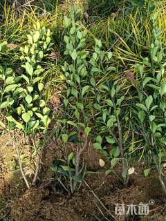 高度50厘米大叶黄杨