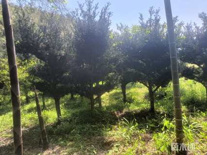 15公分罗汉松