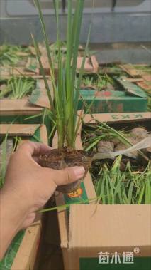 高度20厘米马兰头