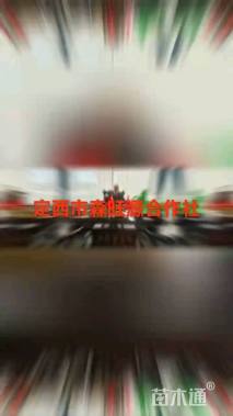 高度72.厘米沙棘