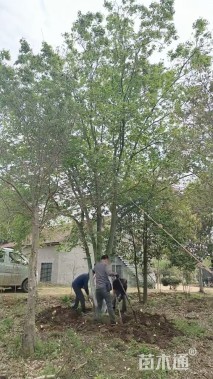 25公分朴树