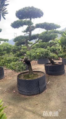 25公分罗汉松
