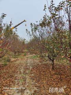 12公分亚当海棠