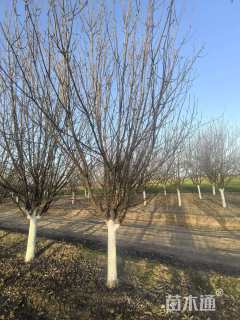 12公分梨花海棠