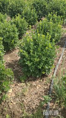 冠幅80厘米卫矛球