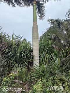 裸干高200厘米大王椰子