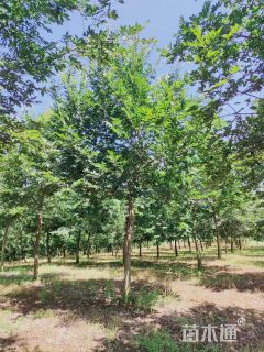16公分朴树