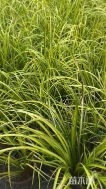 高度40厘米大花萱草