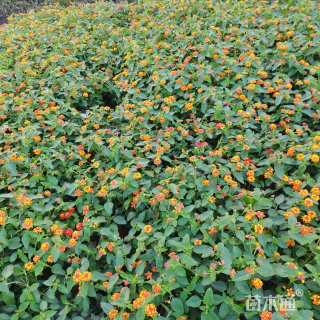 高度21厘米福禄考