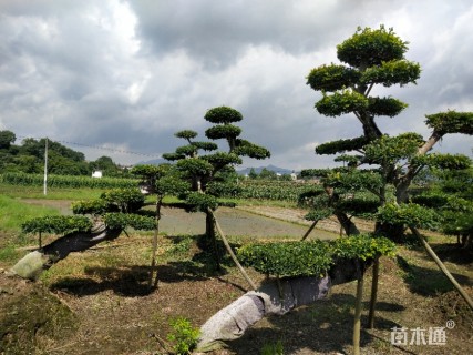 30公分造型榆树