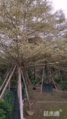 5公分锦叶榄仁