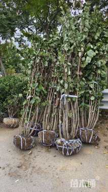 高度250厘米紫荆