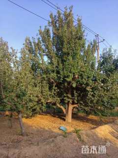 15公分八棱海棠