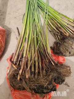 高度20厘米大薸