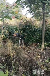 冠幅150厘米红叶石楠球