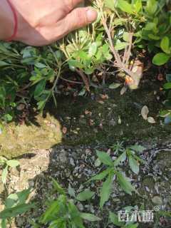 高度25厘米夏鹃