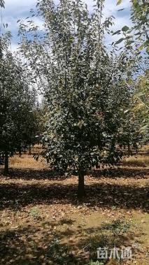 10公分垂丝海棠