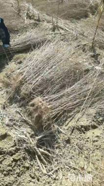 高度110厘米榆树小苗