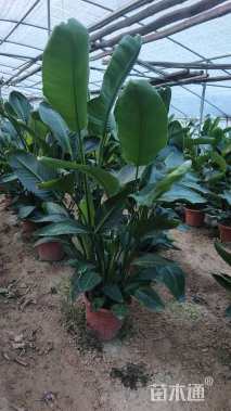 高度100厘米天堂鸟