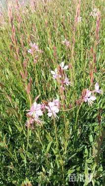 高度30厘米千鸟花