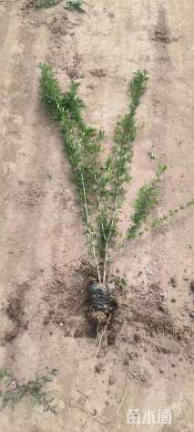 高度55厘米水腊