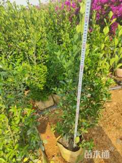高度80厘米大叶黄杨