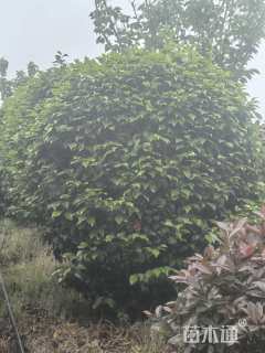 冠幅100厘米茶花球