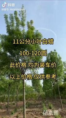 高度800厘米小叶白蜡