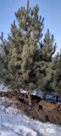 高度500厘米油松